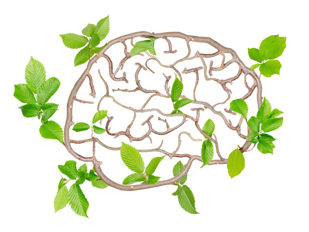 تقویت حافظه با طب سنتی و به کمک گیاهان دارویی